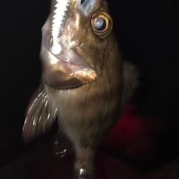 メバル