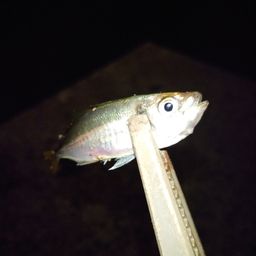アジ