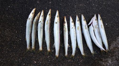 カマスの釣果