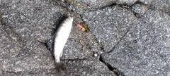 ヤマメの釣果