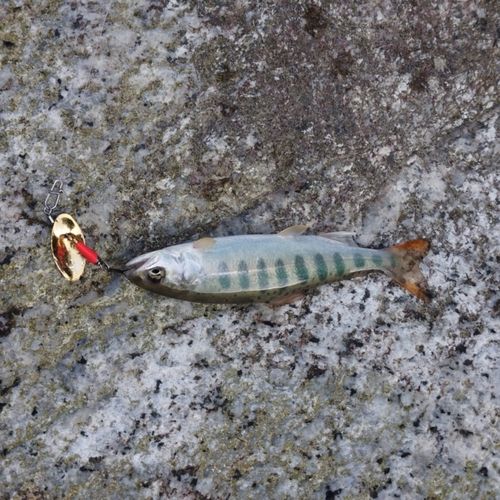 ヤマメの釣果