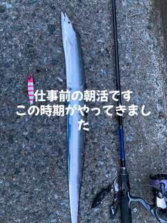 タチウオの釣果