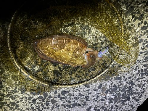 コウイカの釣果
