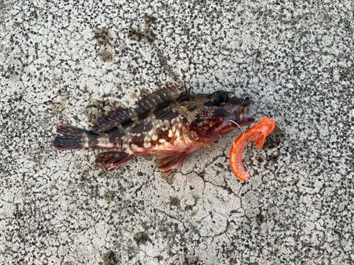 アラカブの釣果