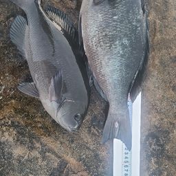 クチブトグレ