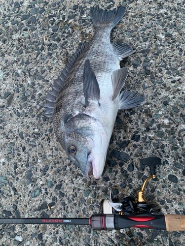 チヌの釣果