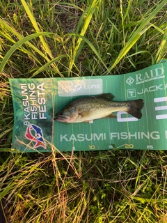 ブラックバスの釣果