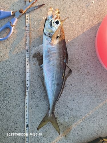 アジの釣果