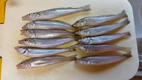 キスの釣果