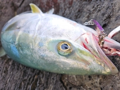 メジロの釣果