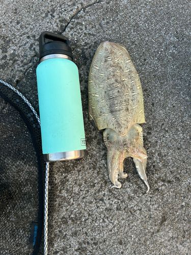 モンゴウイカの釣果