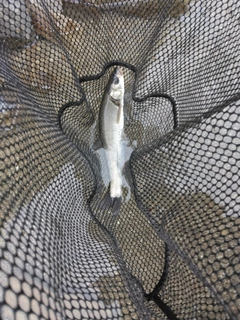 ウグイの釣果