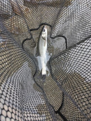 ウグイの釣果