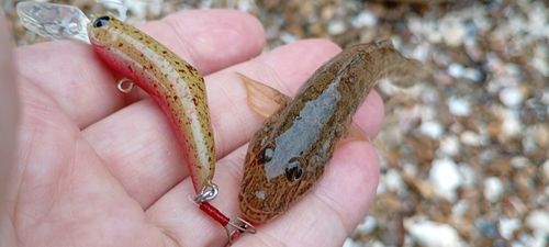 ハゼの釣果