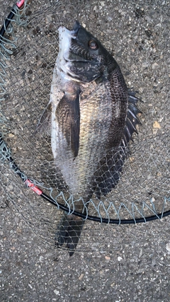 クロダイの釣果