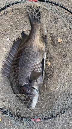 クロダイの釣果