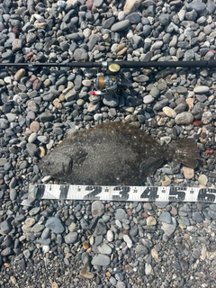 ヒラメの釣果