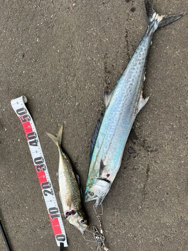 サワラの釣果