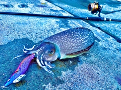 シリヤケイカの釣果