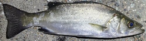 ヒラスズキの釣果