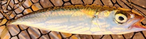サバの釣果