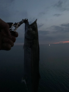 サゴシの釣果