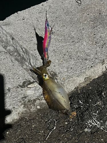 アオリイカ