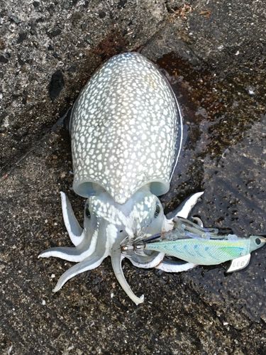 シリヤケイカの釣果