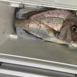 マダイ