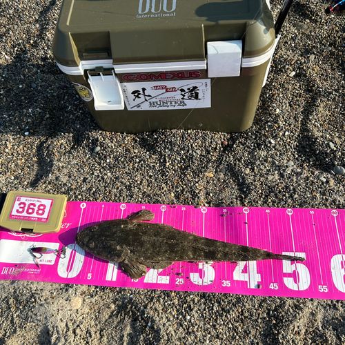 マゴチの釣果