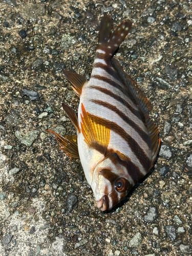 タカノハダイの釣果