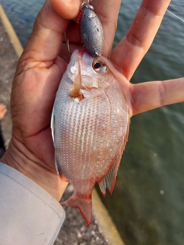 チャリコの釣果