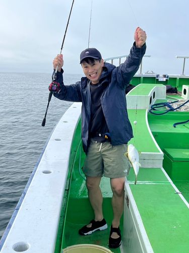 トラフグの釣果