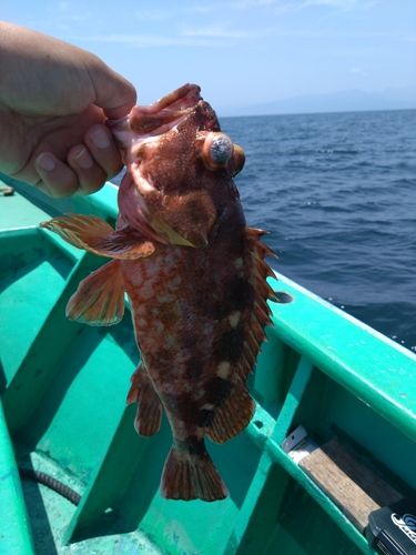 ウッカリカサゴの釣果
