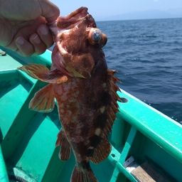 ウッカリカサゴ