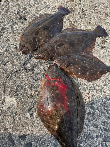 ヒラメの釣果