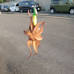 マダコ