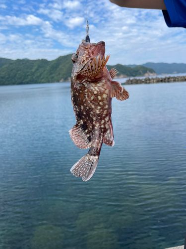 ガシラの釣果