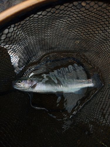 ニジマスの釣果