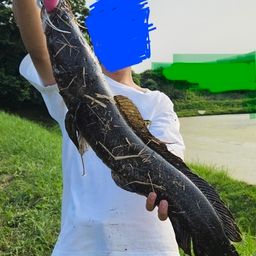 ライギョ