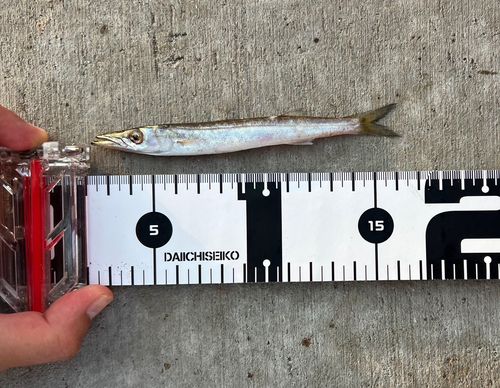 アカカマスの釣果