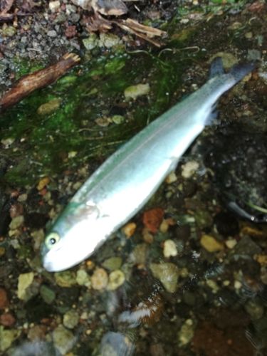 ニジマスの釣果
