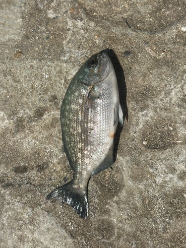 イスズミの釣果