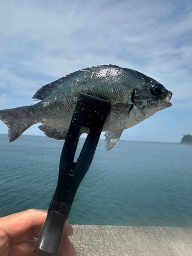メジナの釣果