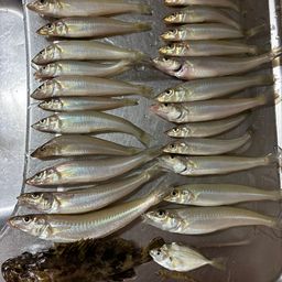 シロギス