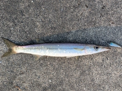 アカカマスの釣果