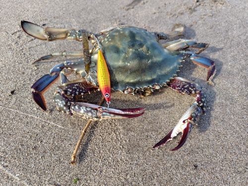 ワタリガニの釣果