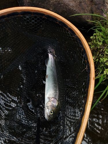 ニジマスの釣果