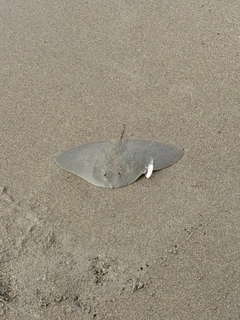 ツバクロエイの釣果