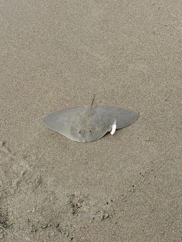 ツバクロエイの釣果